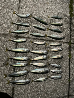 サバの釣果