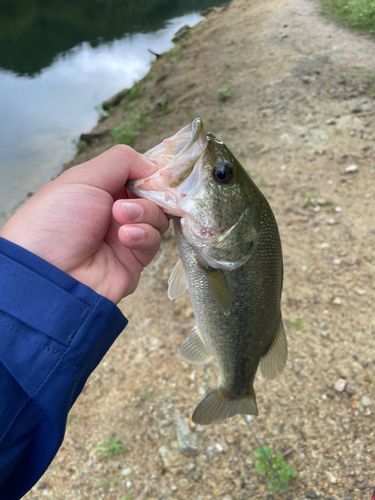 ラージマウスバスの釣果