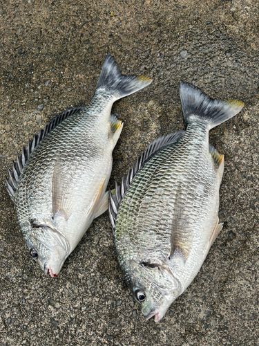 キチヌの釣果