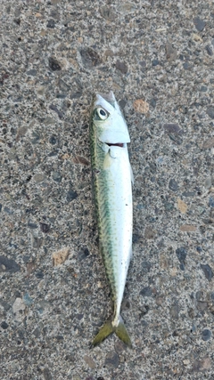 サバの釣果