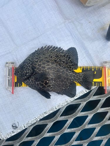 イシガキダイの釣果