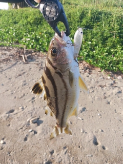 オオクチユゴイの釣果