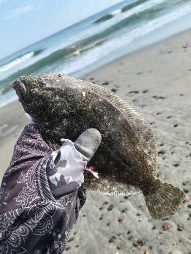 ソゲの釣果