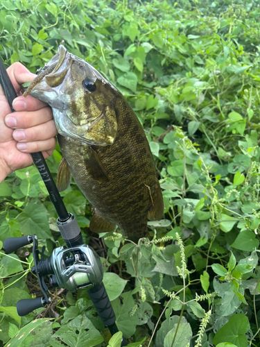スモールマウスバスの釣果
