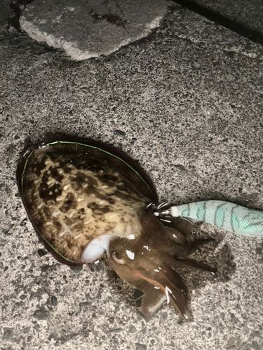 モンゴウイカの釣果
