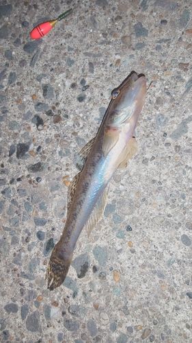 マハゼの釣果