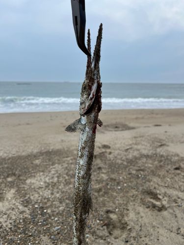 伊良湖サーフ