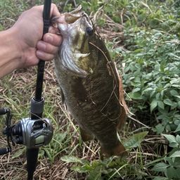 スモールマウスバス