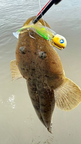 鹿児島湾北部