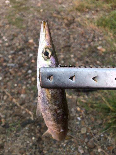 カマスの釣果
