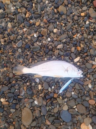ニベの釣果
