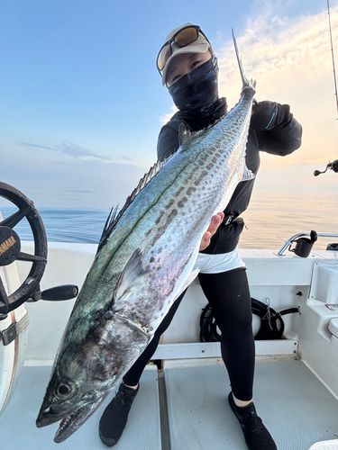 サワラの釣果