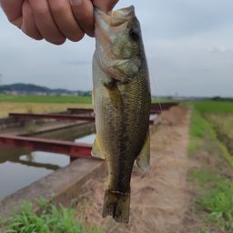 ブラックバス
