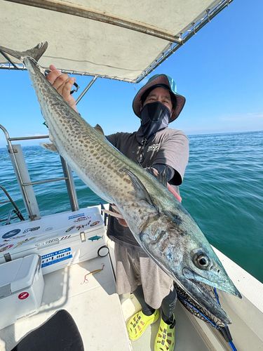 サワラの釣果