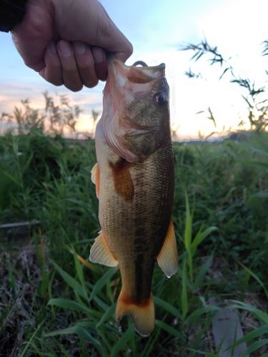 ブラックバスの釣果