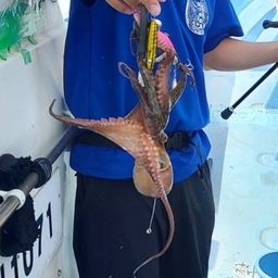 タコ