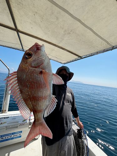 タイの釣果