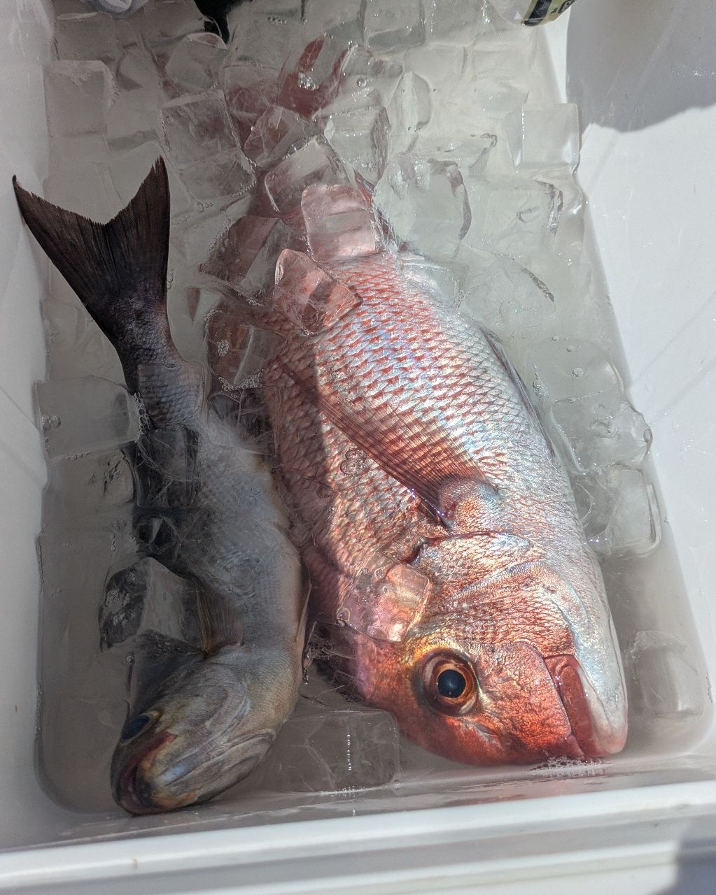 横浜本牧なつめ釣具 米田さんの釣果 1枚目の画像