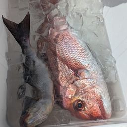 マダイ