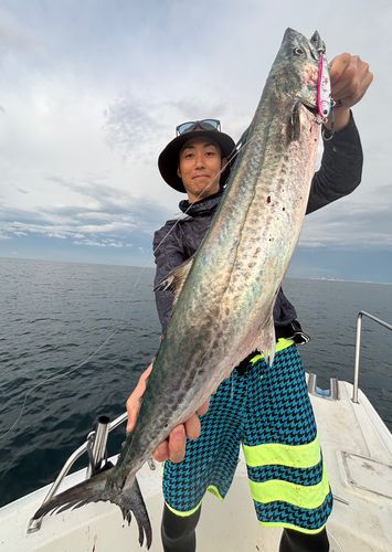 サワラの釣果