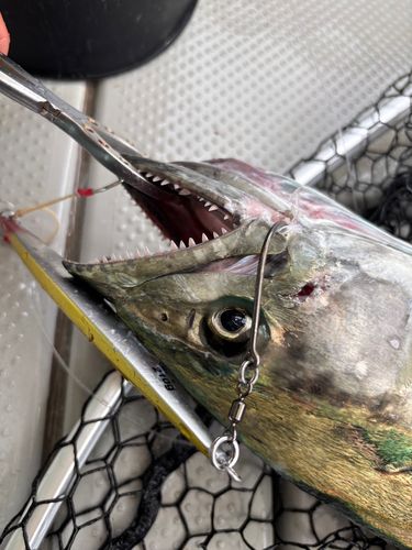 サワラの釣果