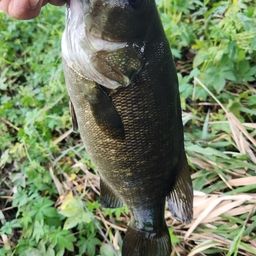 スモールマウスバス