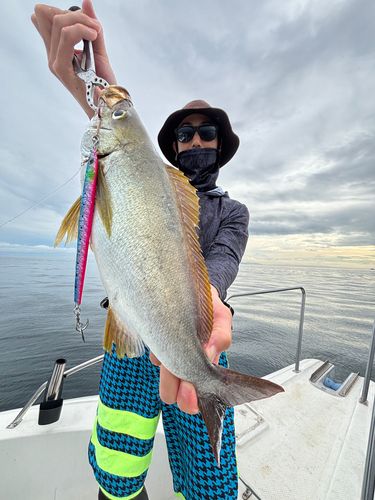 イサキの釣果