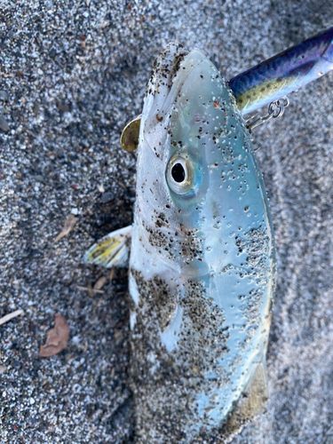 ワカシの釣果