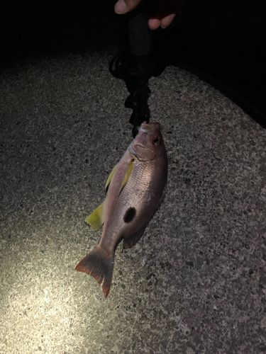 クロホシフエダイの釣果