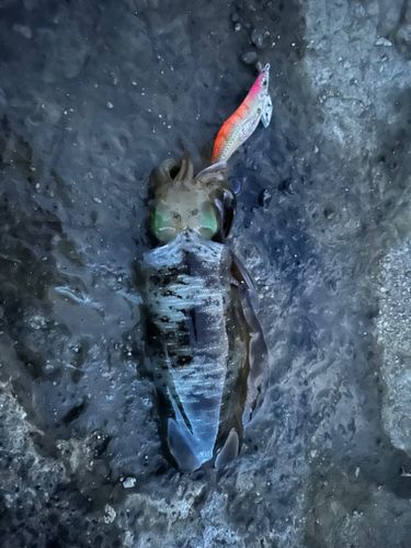 アオリイカの釣果