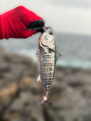 三陸海岸（岩手）