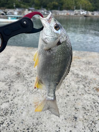 キビレの釣果