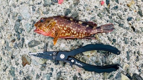カサゴの釣果