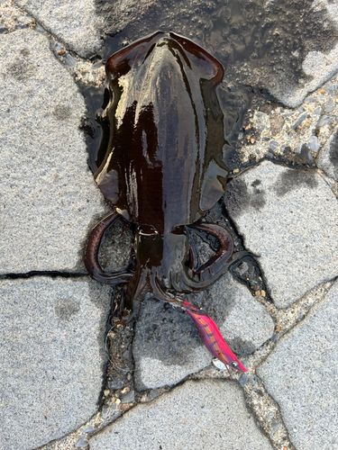 男鹿半島