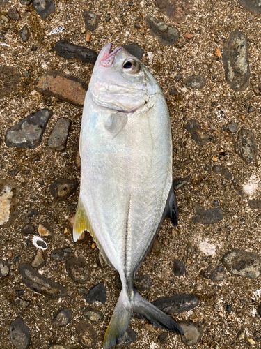 メッキの釣果