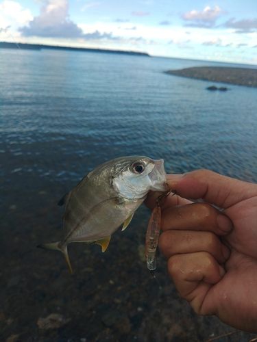 メッキの釣果
