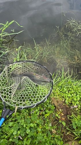レインボートラウトの釣果