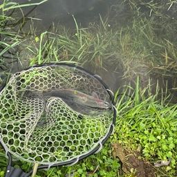 レインボートラウト