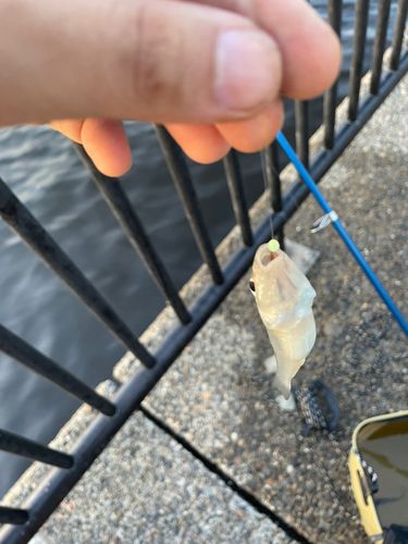 シロギスの釣果