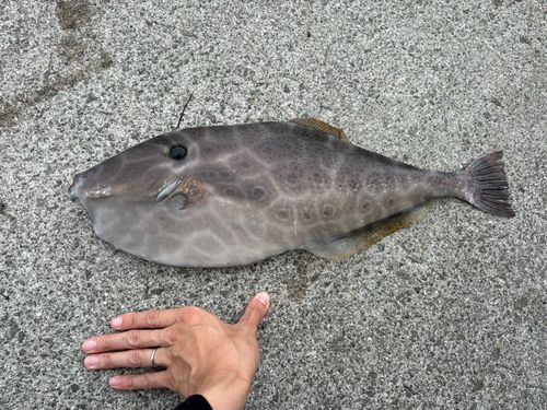 ウスバハギの釣果