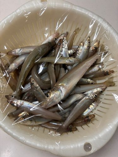 キスの釣果