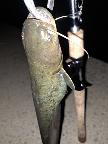 ナマズの釣果