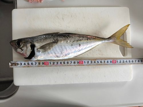 鮫島海岸