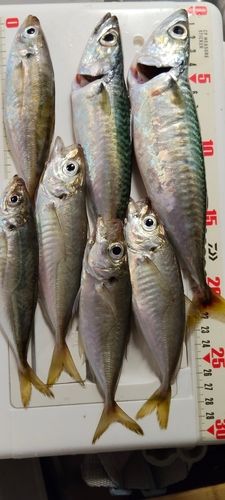 東京湾（富津〜金谷）
