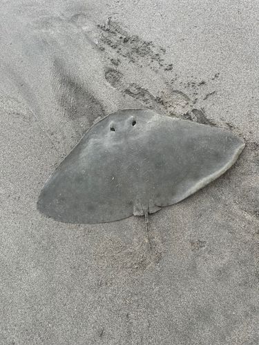 ツバクロエイの釣果