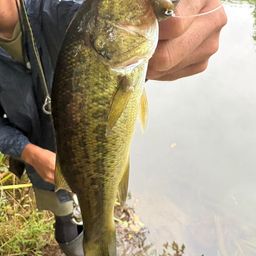 ラージマウスバス