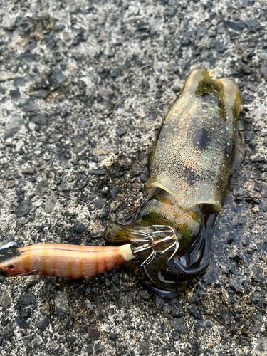 アオリイカの釣果
