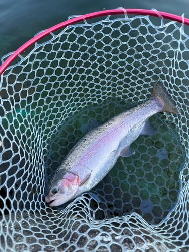 ベリーパーク in FISH ON! 鹿留