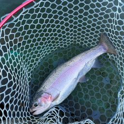 トラウトサーモン