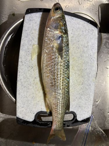 ボラの釣果